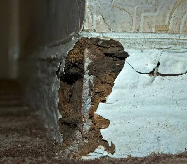 Dry & Wet Rot Treatment