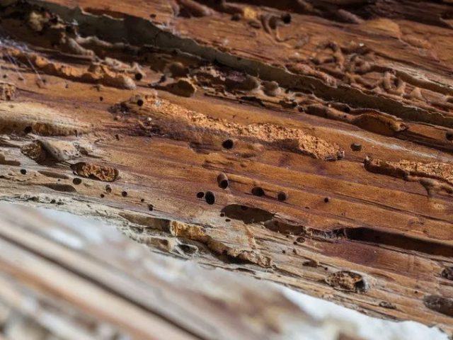 Woodworm Treatment
